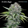 San Bacio Burger · Advanced Seeds · cannabis seeds · Fem