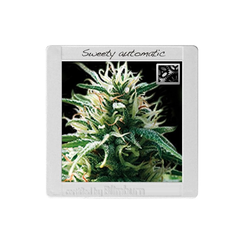 Sweety Auto · Blimburn Seeds · cannabis seeds · AutoFem