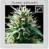 Sweety Auto · Blimburn Seeds · kenevir tohum · Disi · AutoFem
