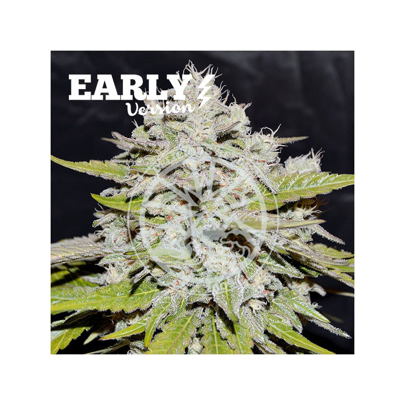 BAY BURGER EARLY VERSION · Delicious · kenevir tohum · Disi · Fem