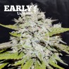 BAY BURGER EARLY VERSION · Delicious · cannabis seeds · Fem