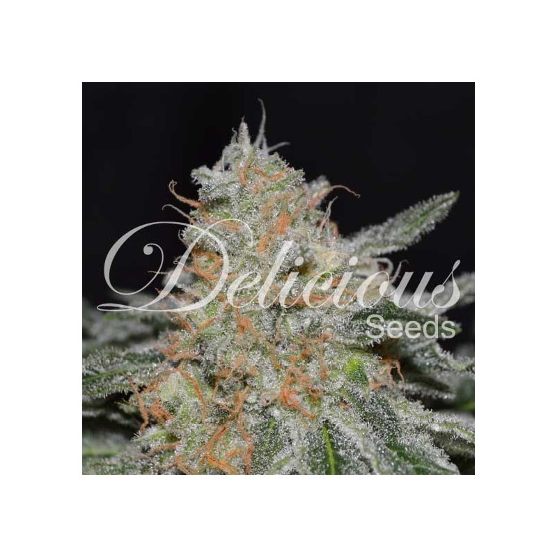 CRITICAL NEVILLE HAZE 2.0  · Delicious · kenevir tohum · Disi · Fem