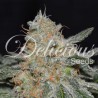 CRITICAL NEVILLE HAZE 2.0  · Delicious · kenevir tohum · Disi · Fem