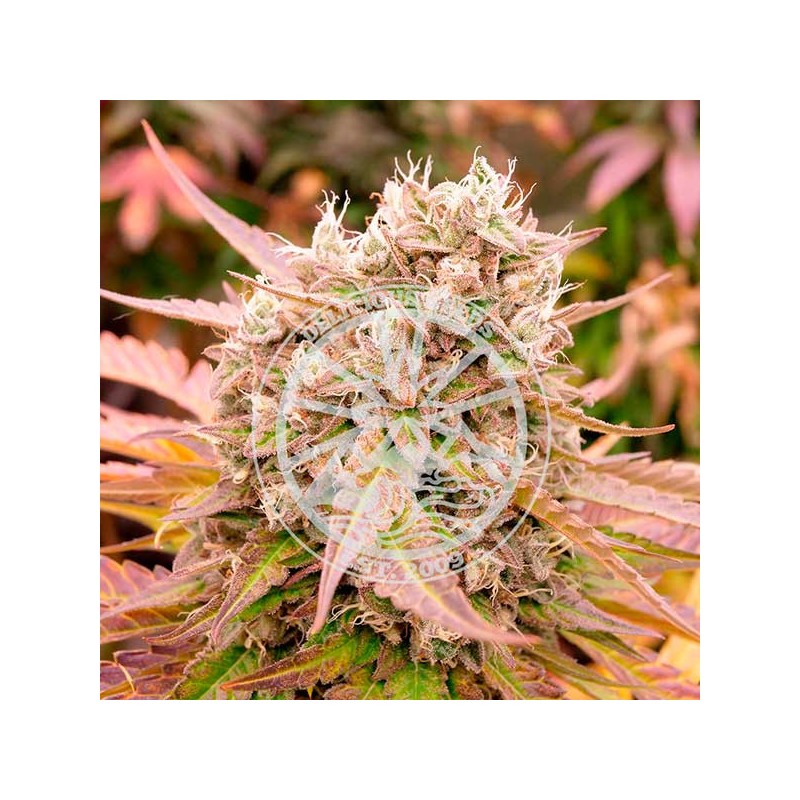 DARK LEMONADE AUTO · Delicious · kenevir tohum · Disi · AutoFem