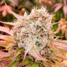 DARK LEMONADE AUTO · Delicious · kenevir tohum · Disi · AutoFem