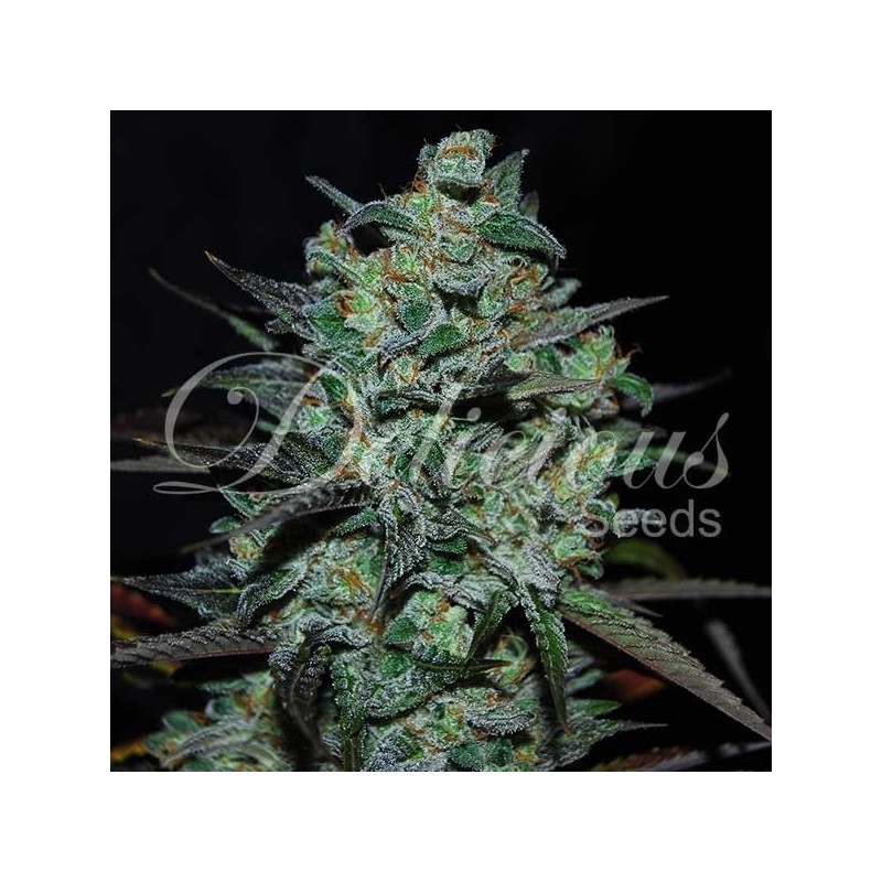 NORTHERN LIGHT BLUE THC FREE · Delicious · kenevir tohum · Disi · Fem