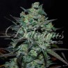 NORTHERN LIGHT BLUE THC FREE · Delicious · kenevir tohum · Disi · Fem