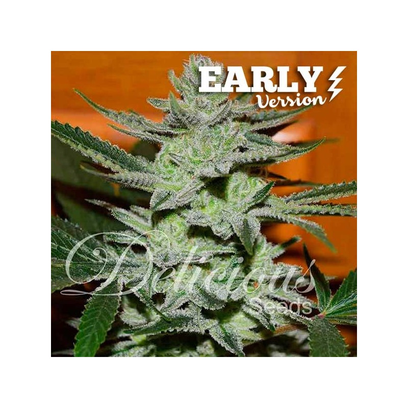 UNKNOWN KUSH EARLY VERSION · Delicious · kenevir tohum · Disi · Fem
