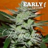 UNKNOWN KUSH EARLY VERSION · Delicious · kenevir tohum · Disi · Fem