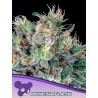 AMNESIA FLASH · Anesia Seeds · cannabis seeds · Fem