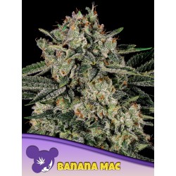 BANANA MAC · Anesia Seeds · cannabis seeds · Fem