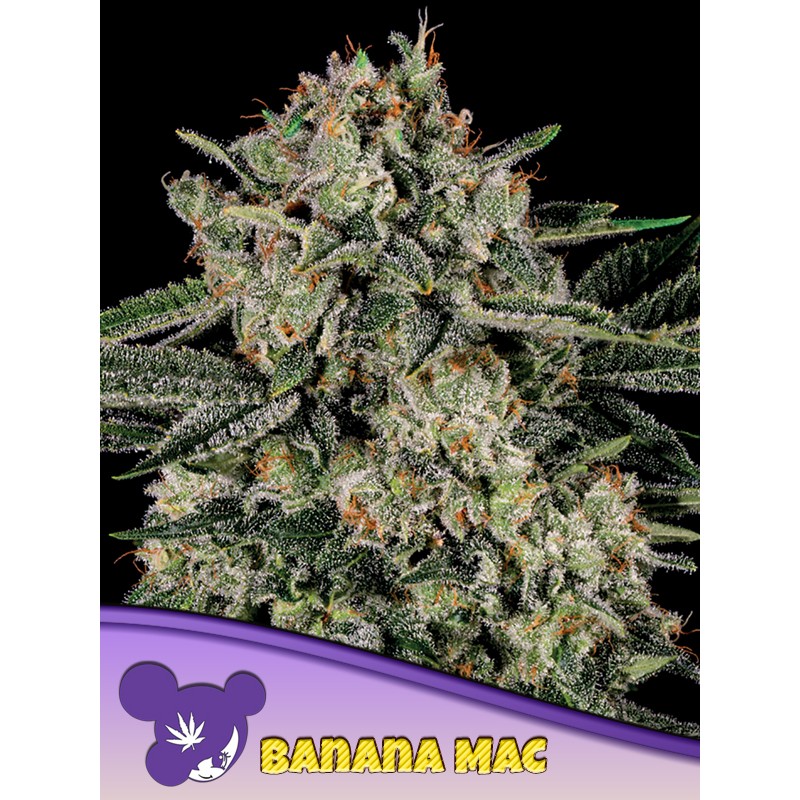 BANANA MAC · Anesia Seeds · kenevir tohum · Fem
