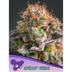 APRICOT OREOZ · Anesia Seeds · kenevir tohum · Fem