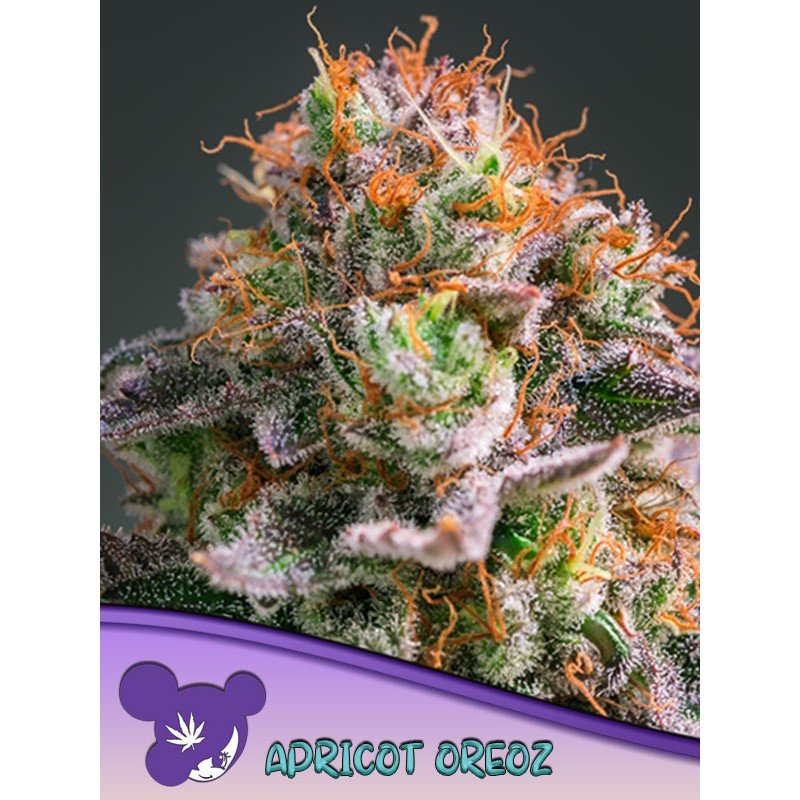 APRICOT OREOZ · Anesia Seeds · kenevir tohum · Fem