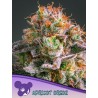 APRICOT OREOZ · Anesia Seeds · kenevir tohum · Fem