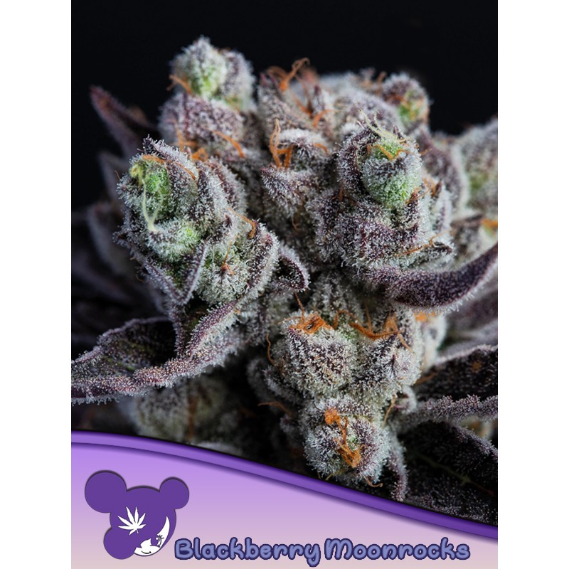 BLACKBERRY MOONROCKS· Anesia Seeds · cannabis seeds · Fem