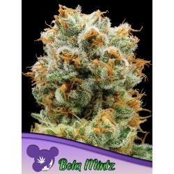 BOLA MINTZ · Anesia Seeds · cannabis seeds · Fem