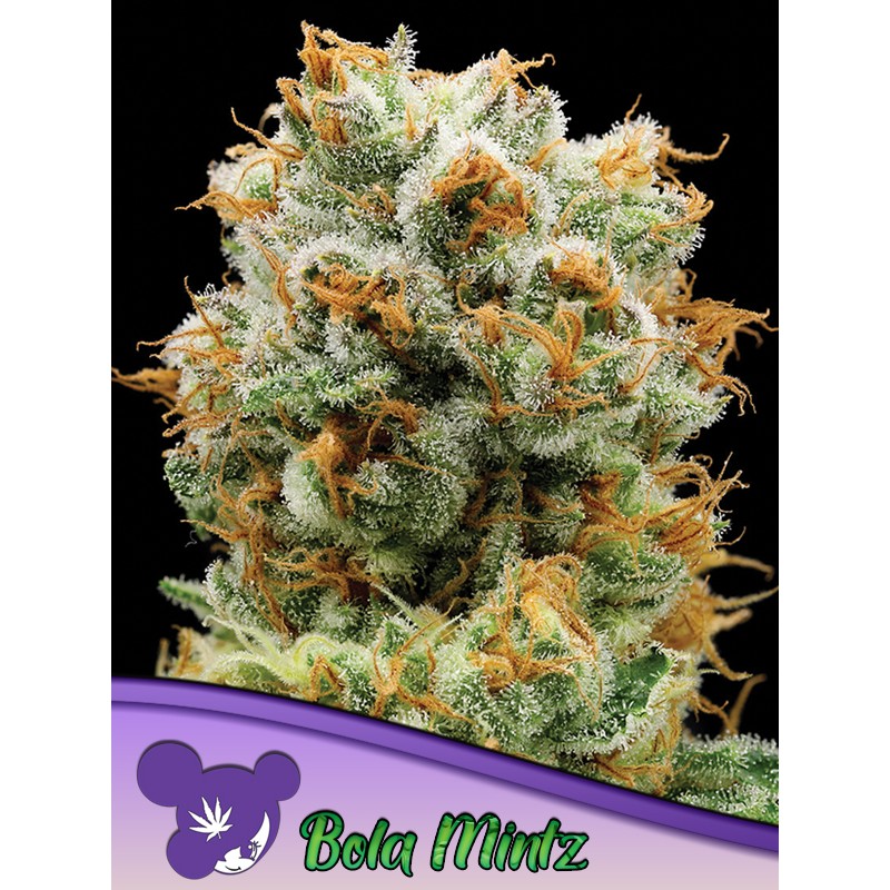 BOLA MINTZ · Anesia Seeds · cannabis seeds · Fem