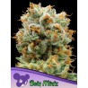 BOLA MINTZ · Anesia Seeds · kenevir tohum · Fem
