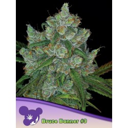 BRUCE BANNER 3 · Anesia...