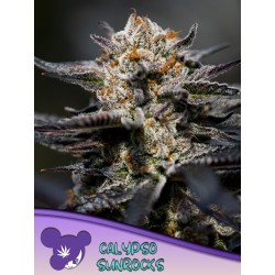 CALYPSO SUNROCKS · Anesia Seeds · cannabis seeds · Fem