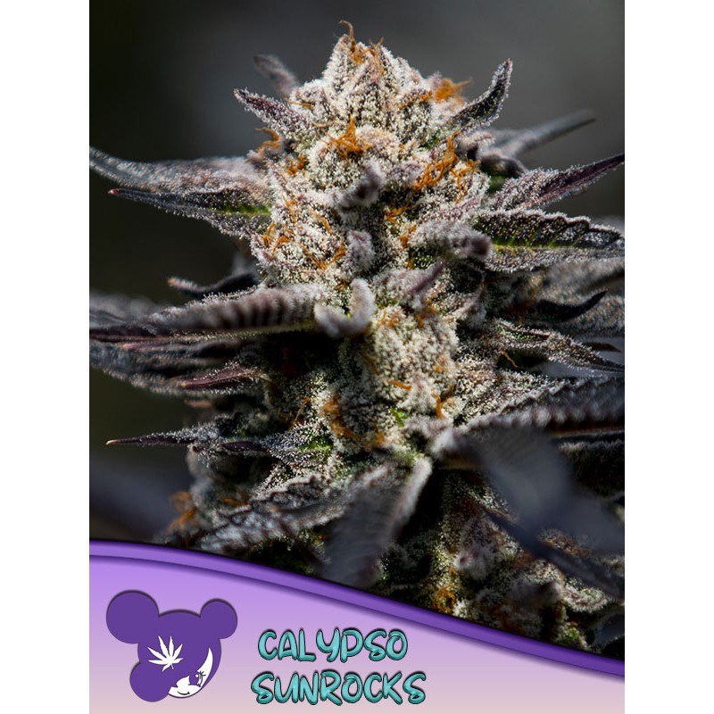 CALYPSO SUNROCKS · Anesia Seeds · kenevir tohum · Fem
