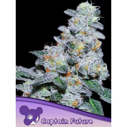 CAPTAIN FUTURE · Anesia Seeds · cannabis seeds · Fem