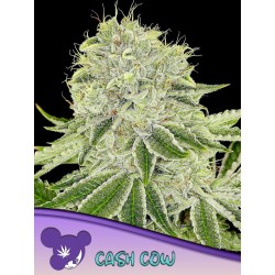 CASH COW · Anesia Seeds · kenevir tohum · Fem