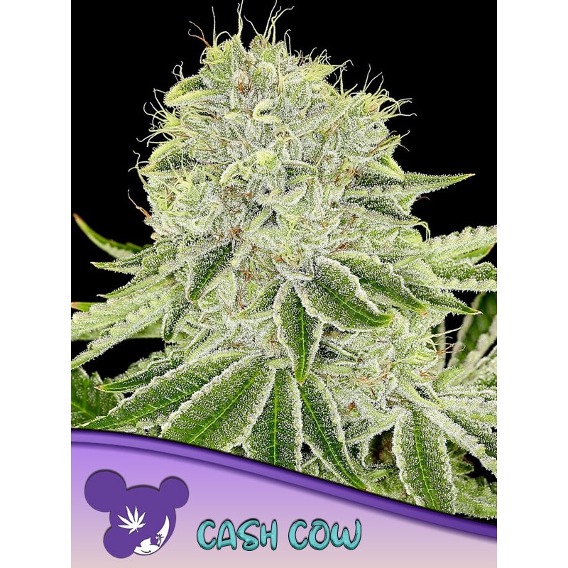 CASH COW · Anesia Seeds · kenevir tohum · Fem