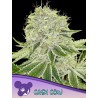 CASH COW · Anesia Seeds · kenevir tohum · Fem
