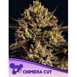 CHIMERA CUT  · Anesia Seeds · kenevir tohum · Fem