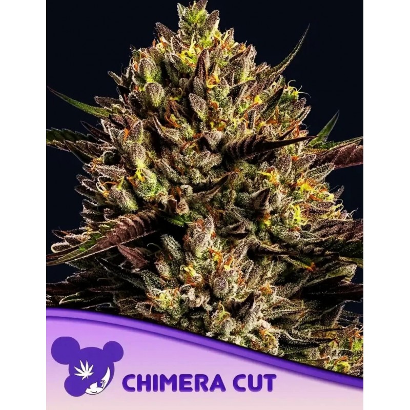 CHIMERA CUT · Anesia Seeds · cannabis seeds · Fem