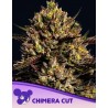 CHIMERA CUT  · Anesia Seeds · kenevir tohum · Fem