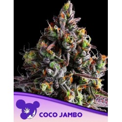 COCO JAMBO · Anesia Seeds · kenevir tohum · Fem
