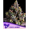 COCO JAMBO · Anesia Seeds · cannabis seeds · Fem