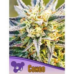 CONGO · Anesia Seeds · cannabis seeds · Fem