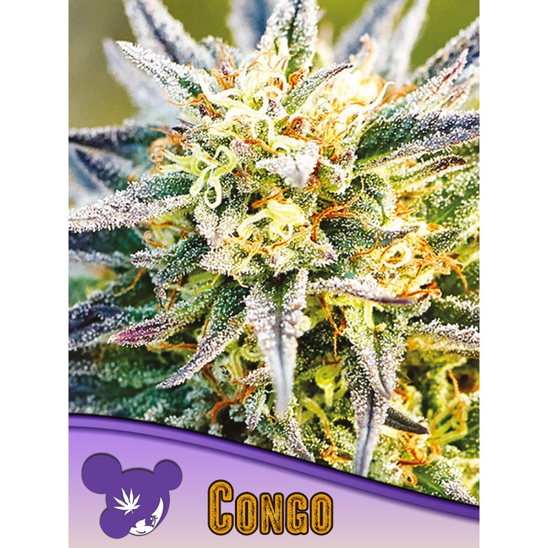CONGO · Anesia Seeds · kenevir tohum · Fem