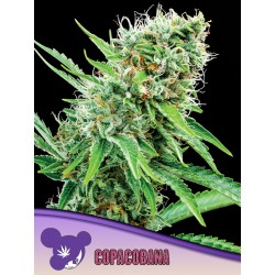 COPACOBANA · Anesia Seeds · kenevir tohum · Fem