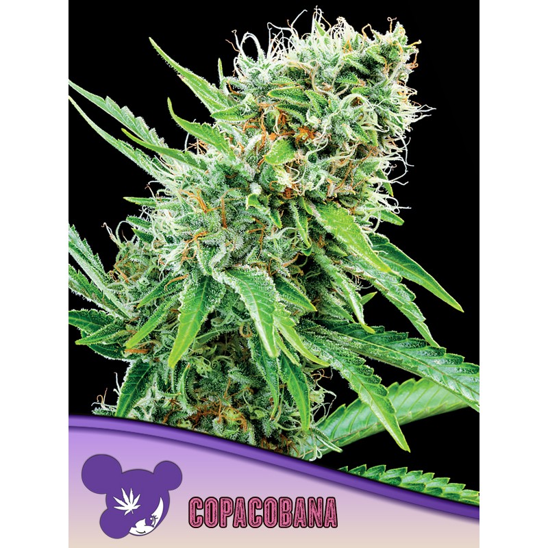 COPACOBANA · Anesia Seeds · kenevir tohum · Fem