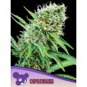 COPACOBANA · Anesia Seeds · cannabis seeds · Fem
