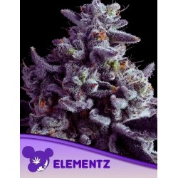 ELEMENTZ · Anesia Seeds · kenevir tohum · Fem