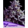 ELEMENTZ · Anesia Seeds · kenevir tohum · Fem