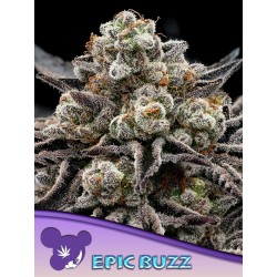 Buy Epic Buzz – Feminized Cannabis Seeds | Anesia Seeds