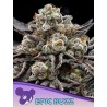 EPIC BUZZ · Anesia Seeds · kenevir tohum · Fem