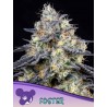 FOSTER · Anesia Seeds · kenevir tohum · Fem