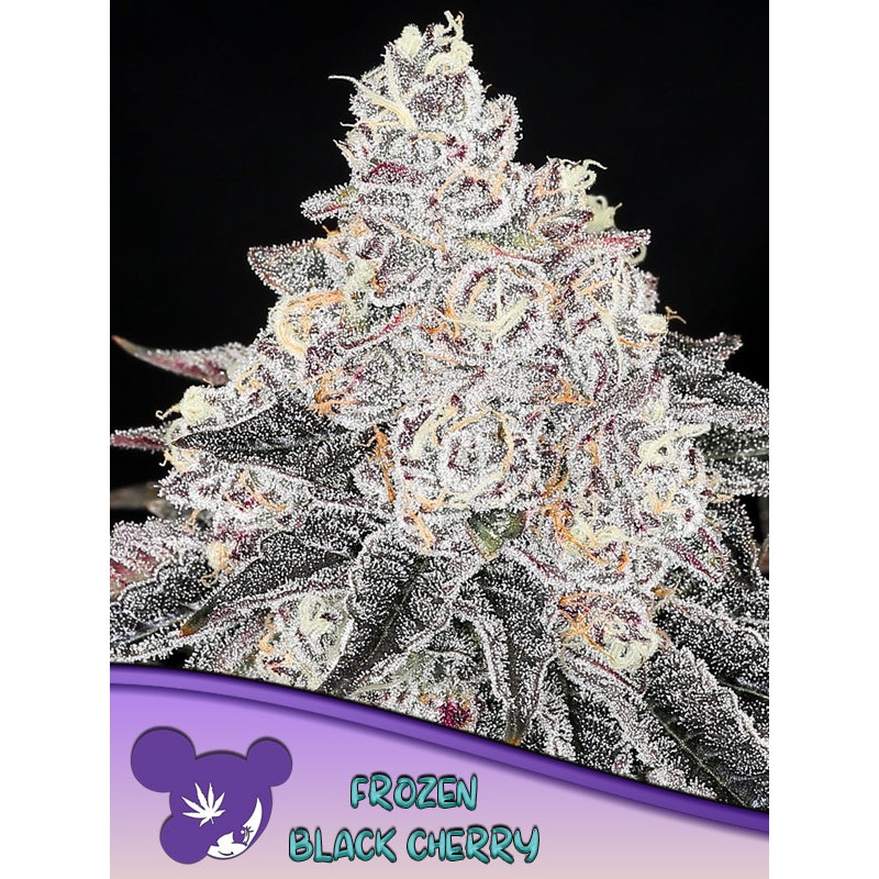 FROZEN BLACK CHERRY · Anesia Seeds · cannabis seeds · Fem
