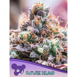 FUTURE ISLAND · Anesia Seeds · cannabis seeds · Fem