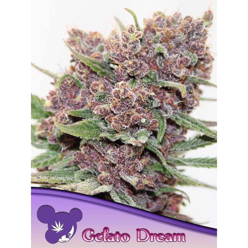 GELATO DREAM · Anesia Seeds · cannabis seeds · Fem