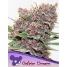 GELATO DREAM · Anesia Seeds · kenevir tohum · Fem