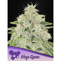 HAZE QUEEN · Anesia Seeds · kenevir tohum · Fem